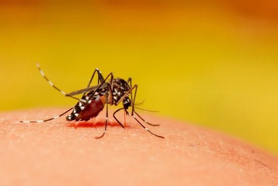 Number of dengue patients increased in Ghaziabad beds are not available in  hospital figure reached 477| गाजियाबाद में बढ़ी डेंगू के मरीजों की संख्या :  अस्पताल में नहीं मिल रहे बेड ...