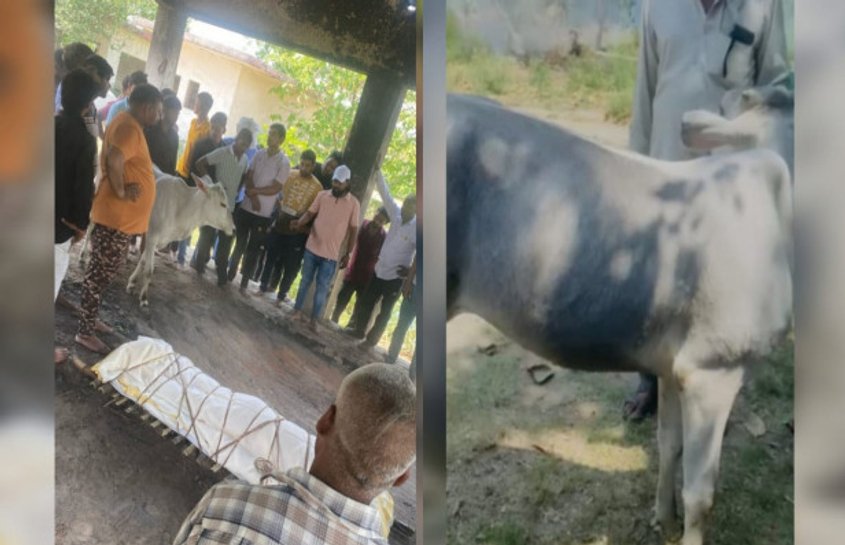 आंख में आंसू लिए अंतिम संस्कार में शामिल हुई गाय, मालिक को दी अंतिम विदाई 